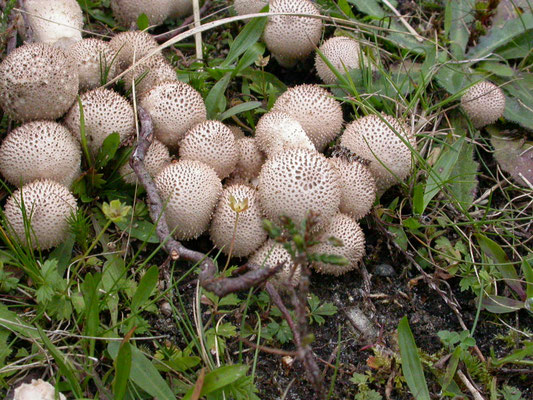 Lycoperdon perlatum - Parelstuifzwam