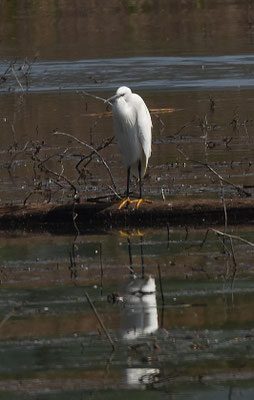 Kleine Zilverreiger