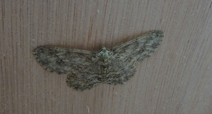 Ectropis crepuscularia - Gewone spikkelspanner
