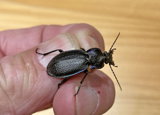 Carabus wiedemanni