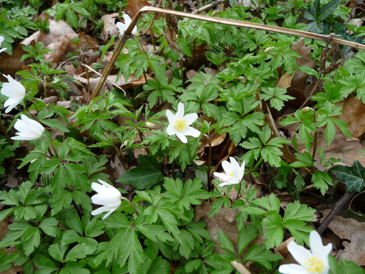 Anemone nemorosa - Bosanemoon