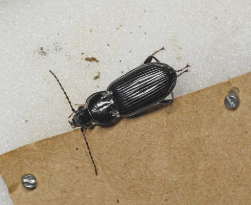 Pterostichus anthracinus - Oeverzwartschild