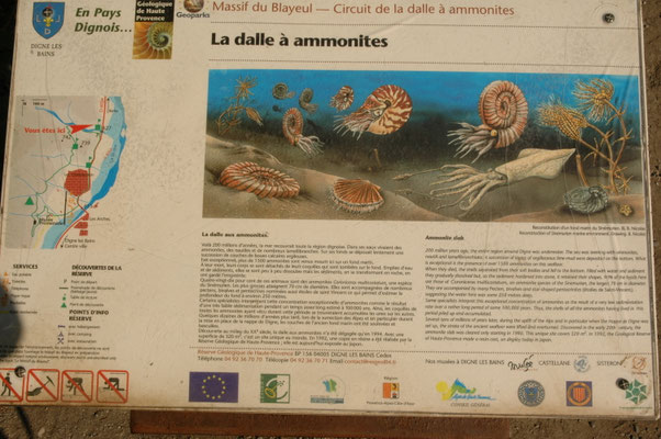 ammonietenvindplaats