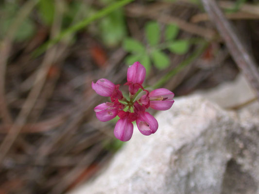 Coronilla cretica