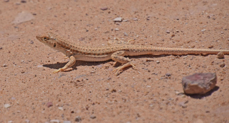 Acanthodactylus boskianus