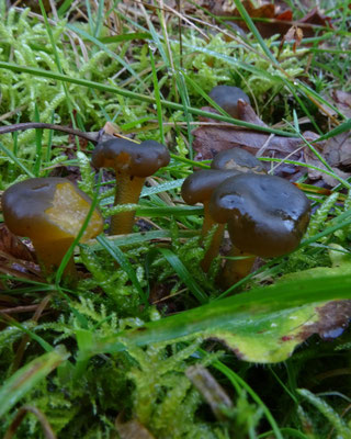 groene glibberzwam