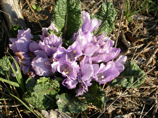 Mandragora autumnalis