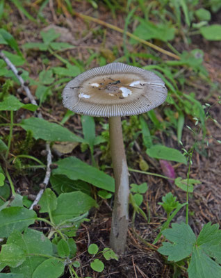 Amanita battarae - Gezoneerde slanke amaniet; Tirol Oostenrijk
