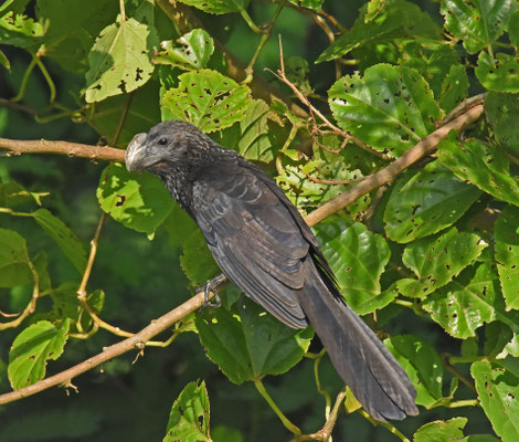 Smooth-billed Ani