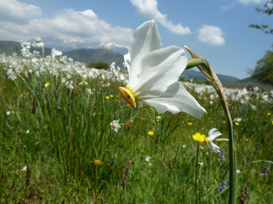Narcis serotinus