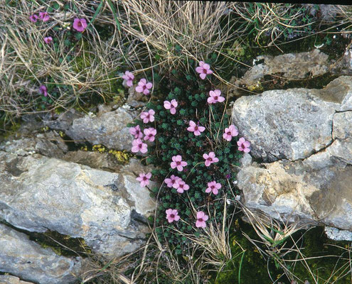 Saxifraga oppositifolia - Zuiltjessteenbreek