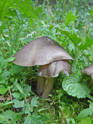 Megacollybia platyphylla - Breedplaatstreephoed