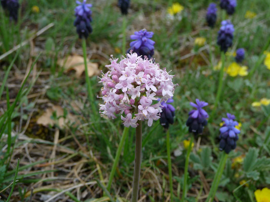 Valeriana saliunca