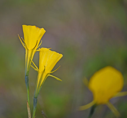 Narcissus bulbocodium