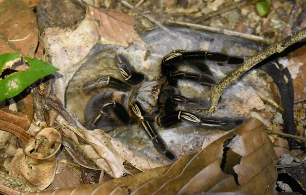 Skeleton Tarantula - Ephebopus murinus
