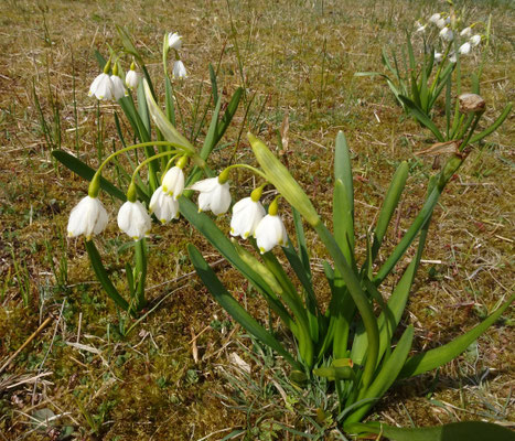 Leucojum aestivum - Zomerklokje