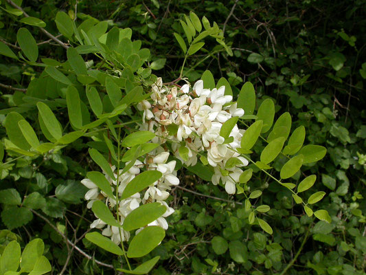 Robinia pseudo-acacia - Robinia