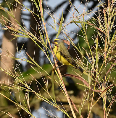 Serinus mozambicus - Yellow-fronted Canary