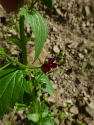 Scrophularia peregrina