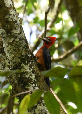 Red-necked Woodpecker