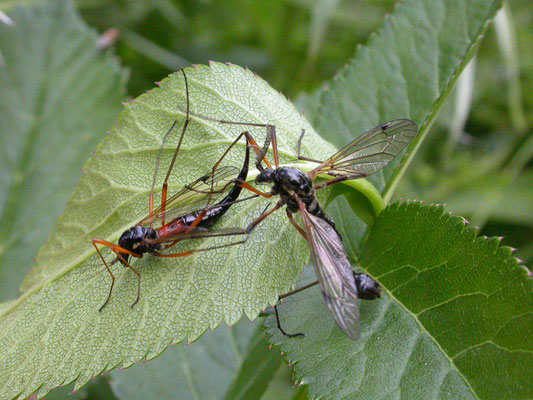 Tanyptera atrata - Zwarte houtlangpoot