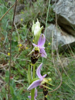 Ophrys scopolax - Snipophrys