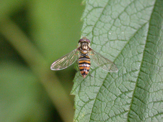 Episyrphus balteatus - Snorzweefvlieg