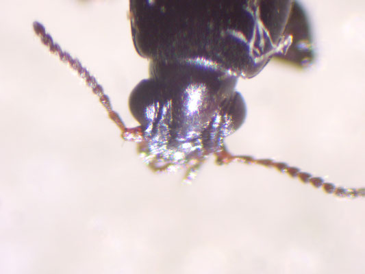 Dyschirius salinus - Zoutgravertje