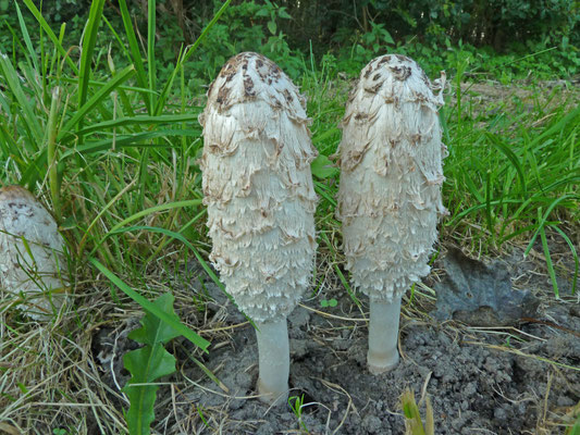 Coprinus comatus - Geschubde inktzwam