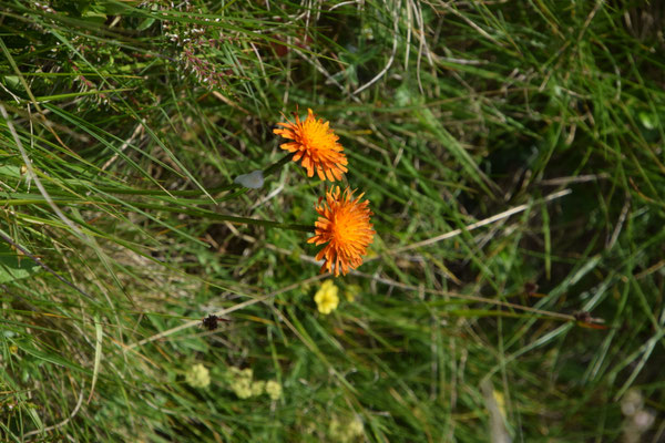 Crepis aurea