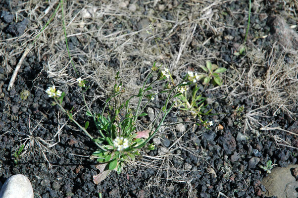 Arabidopsis thaliana - Zandraket