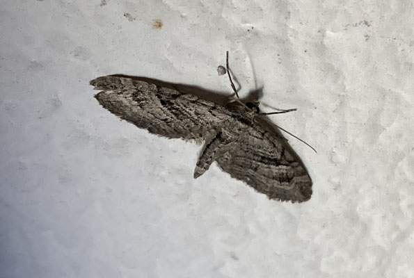 Eupithecia oxycedrata