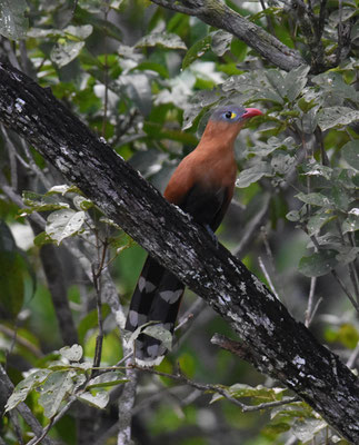 Black-bellied Cuckoo