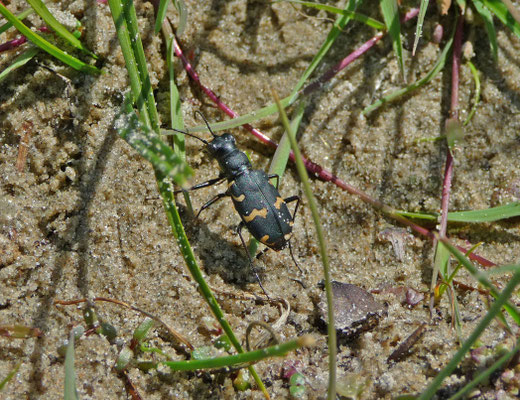 Cicindela hybrida - Basterdzandloopkever