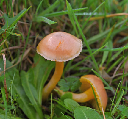 Slijmwasplaat