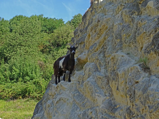 berggeit