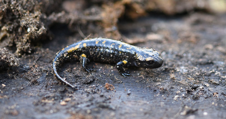 Vuursalamander