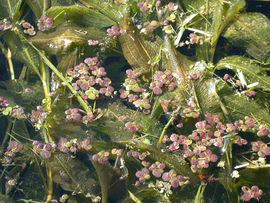 Spirodela polyrhiza - Veelwortelig kroos