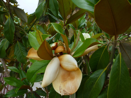 Magnolia grandifolia - Grootbloemige magnolia