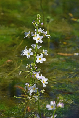 Hottonia palustris - Waterviolier