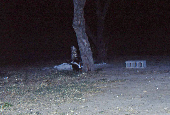Gestreepte skunk (Striped Skunk)