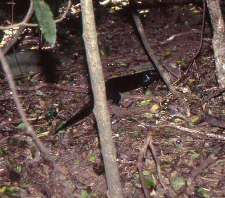 Egernia major - Land Mullet
