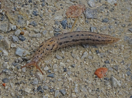 Limax species