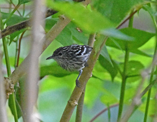 Guianan Streaked-Antwren, male