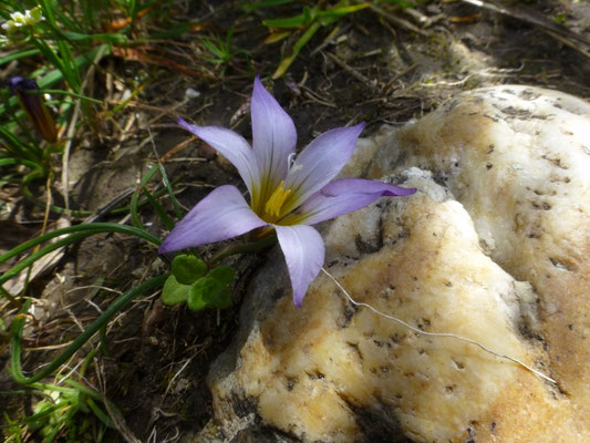 Romulea bulbocodium