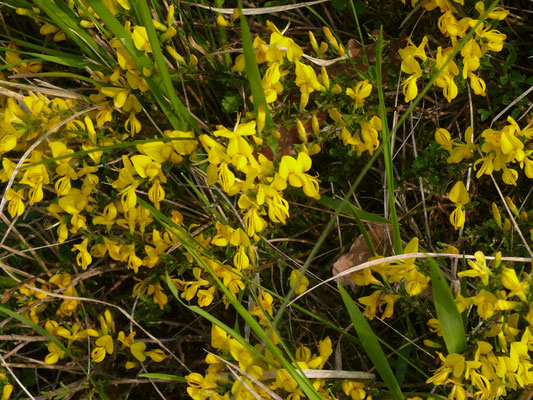 Genista pilosa - Kruipbrem