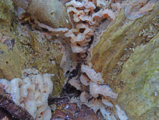 Phlebia (Merulius) tremellosa - Spekzwoerdzwam