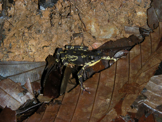 Atelopus hoogmoedi - Hoogmoed's Harlequin Toad