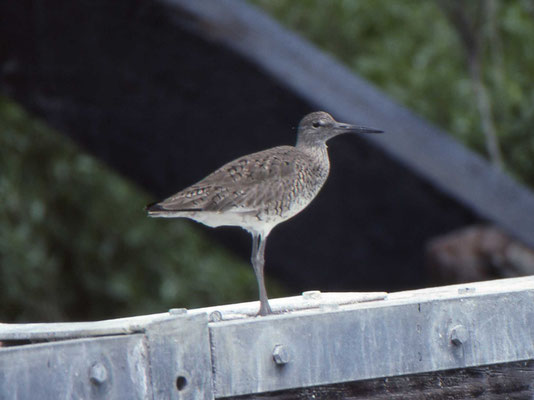 Willet