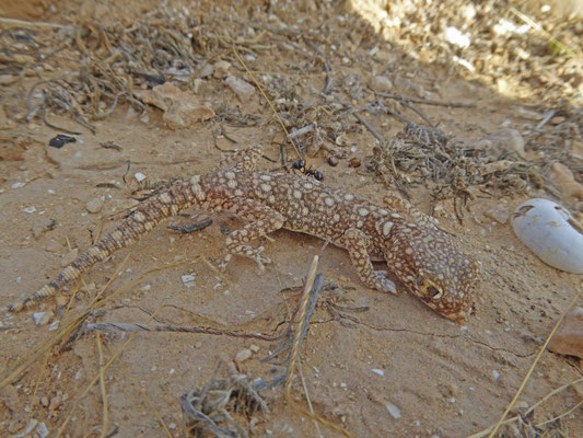 Stenodactylus sthenodactylus 